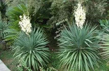 Ivory jukka (Yucca elephantipes) fotó, leírás, palántázás, ápolási otthon, betegség,