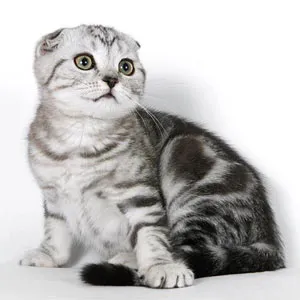 rasa Scottish Fold de - pisicile din rasa