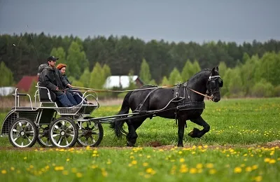 Care este greutatea unui cal în categoria de mijloc de cai și cum să cântărească