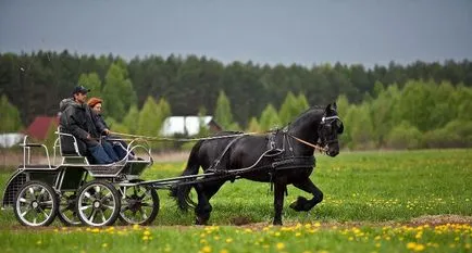 Mekkora a súlya egy ló (55 fotó) Milyen az átlagos súlya a ló, a tömeg egy felnőtt póni