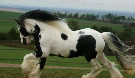 Mekkora a súlya egy ló (55 fotó) Milyen az átlagos súlya a ló, a tömeg egy felnőtt póni
