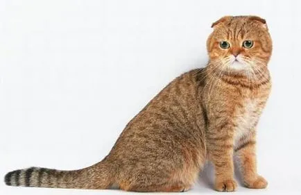 Scottish Fold порода - порода котки