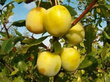 Greengage prune soiuri populare, inclusiv sovietice și obști, în special de plantare și îngrijire cu
