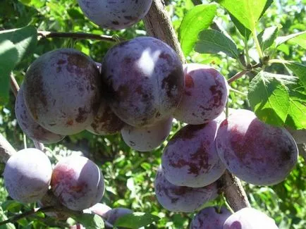 Greengage prune soiuri populare, inclusiv sovietice și obști, în special de plantare și îngrijire cu