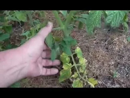 Câți dintre frunzele inferioare pot fi îndepărtate din tomate, fără a dăuna plantelor