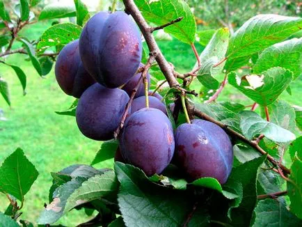 Plum как да се грижат за него и да се запази - какво витамини