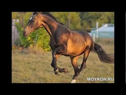 Mekkora a súlya egy ló a középső kategóriában a lovak és hogyan mérjük