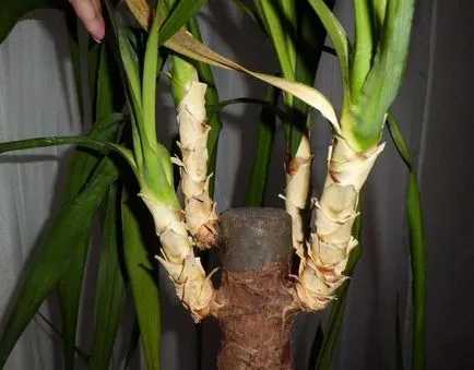 Ivory jukka (Yucca elephantipes) fotó, leírás, palántázás, ápolási otthon, betegség,