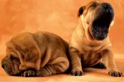 Shar Pei câine - descriere rasa, pret si poze