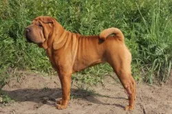 Shar Pei câine - descriere rasa, pret si poze