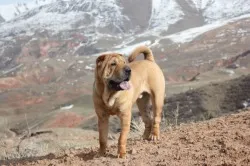 Shar Pei câine - descriere rasa, pret si poze