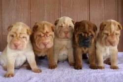 Shar Pei câine - descriere rasa, pret si poze