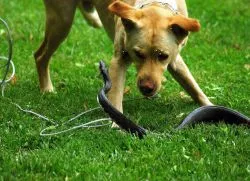 A kutya megharapta egy kígyó - mit kell tenni