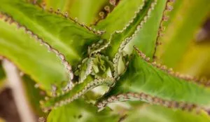 Aloe juice a szinusz kezelés, vélemények és receptek