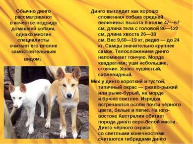 Собака дінго - презентація до уроку географії (презентація з географії собака дінго) Собака дінго - презентація до уроку географії
