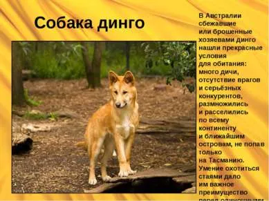 Собака дінго - презентація до уроку географії (уроку) Собака дінго - презентація до уроку географії