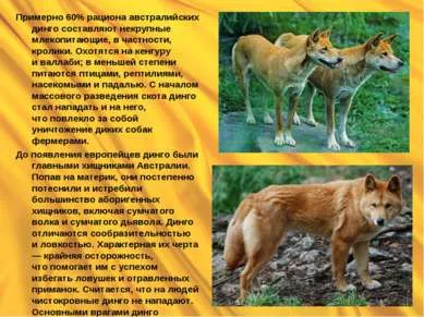 Собака дінго - презентація до уроку географії (дінго) Собака дінго - презентація до уроку географії