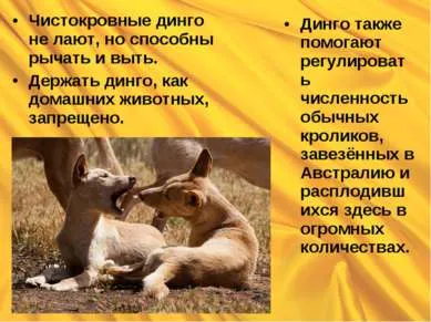 Собака дінго - презентація до уроку географії (собака) Собака дінго - презентація до уроку географії