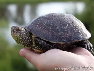 Cuprins broască țestoasă aquaterrarium