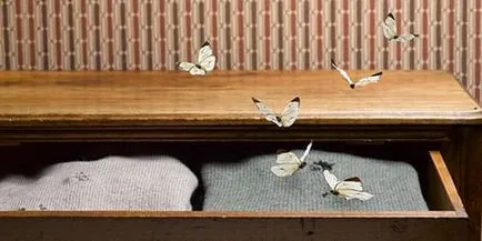 Vis Interpretarea multe molii la ceea ce multi vis de o molie într-un vis