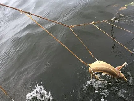 Разрешаването релсови бракониери начин за улов на риба Фото Видео