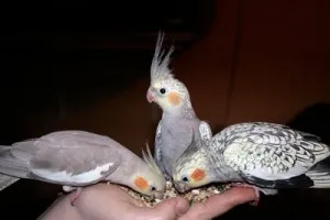 Съвети за това как да се направи ръчно Корела папагал