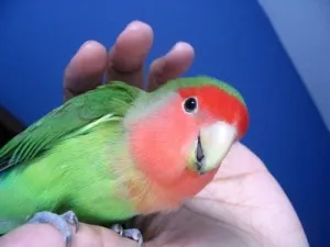 Съвети за това как да се направи ръчно Корела папагал