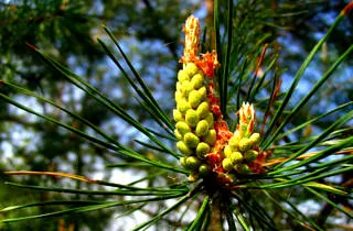 Pine rügyek köhögés - egy recept gyerekeknek és felnőtteknek