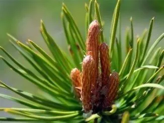 Pine rügyek köhögés egészségügyi ellátások és ellenjavallatok, népi receptek felnőtteknek és