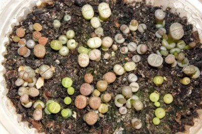 Съвети за отглеждане на семена от Lithops