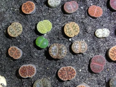 Съвети за отглеждане на семена от Lithops