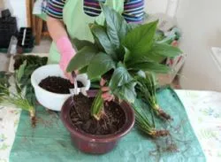 Spathiphyllum у дома като реколтата, да се разпространяват, разсад, растения и правото