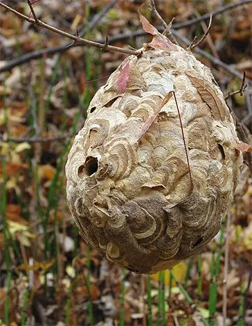 Fondurile de la viespi și viespi precum și ceea ce poate ucide în mod eficient aceste insecte - un lucru ușor