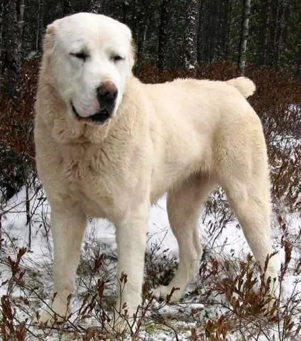 Средноазиатска овчарка (алабай) - порода куче