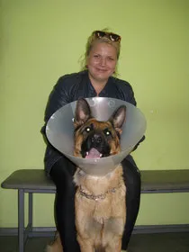 Fie pentru a permite câinelui să-și lingă rănile lor - Clinica veterinara si vetapteka Leopold în e