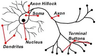 A szerkezet a neuron