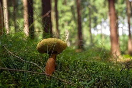 În mod ciudat a pierdut în pădure