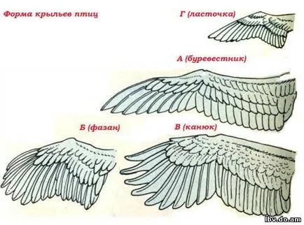 Структура пляскане с крила стойност опашни площи