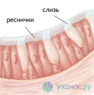 Cauzele nazale uscate și tratarea membranelor mucoase uscate