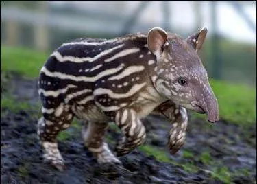 Tapir - un