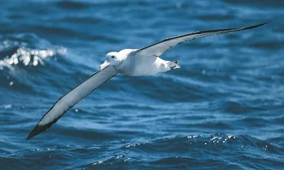 Талисмани, амулети и сексапил моряци