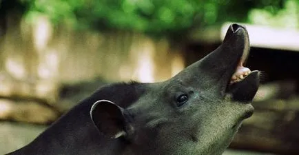 Tapir - un