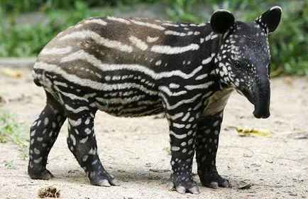 Tapir - un