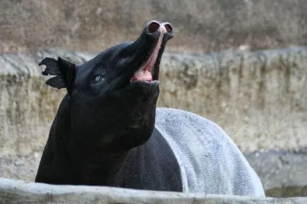 Tapir - un