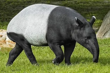 Tapir - un