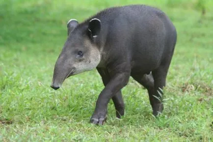 Tapir - un