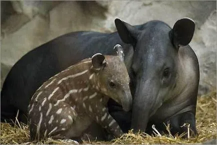 Tapir - un