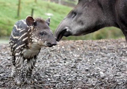 Tapir - un