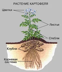 A technológiai folyamat a burgonyatermesztés - WM-Kartoffeltechnik - Burgonya - felszerelések