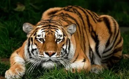 Tiger, egy ragadozó emlős a macska család